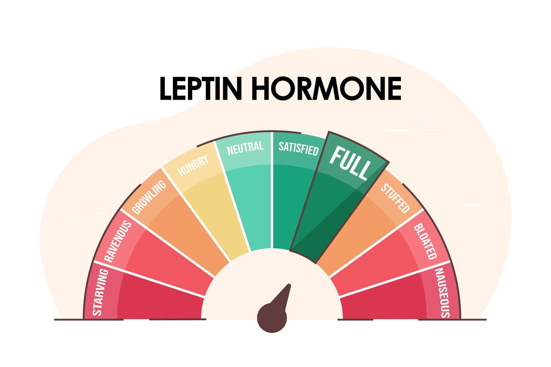 Diyetisyen Serpil Öztürk - Sürekli Açlık Hissinin Biyolojik Nedeni: Leptin Direnci Nedir ve Nasıl Kırılır?