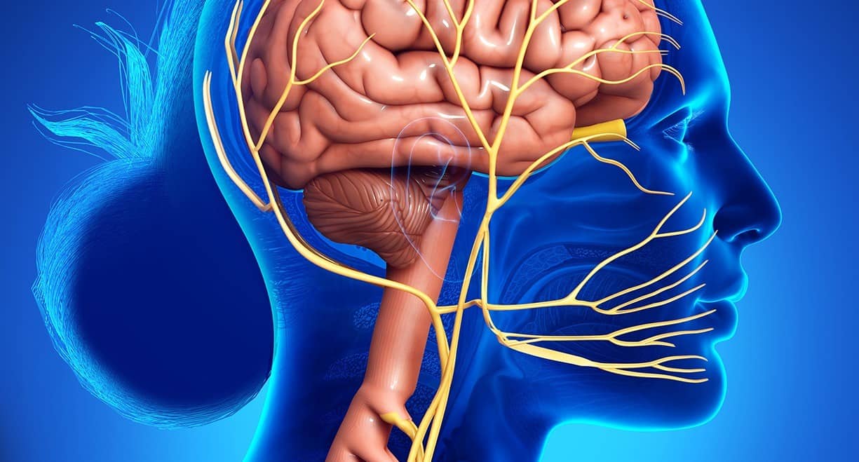Diyetisyen Serpil Öztürk - "Su İçsem Yarıyor" Diyenlerin Gizli Sorunu: Kilitlenmiş Vagus Siniri ve Donmuş Bir Metabolizmayı Uyandırma Rehberi Diyetisyen Serpil Öztürk - "Su İçsem Yarıyor" Diyenlerin Gizli Sorunu: Kilitlenmiş Vagus Siniri ve Donmuş Bir Metabolizmayı Uyandırma Rehberi